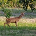 Rehbock (Capreolus capreolus)