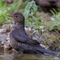 Amsel (Turdus merula) Weibchen