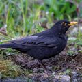 Amsel (Turdus merula) Männchen