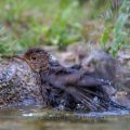 Amsel (Turdus merula) Jungvogel