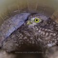 Steinkauz (Athene noctua), Junge im Nistkasten