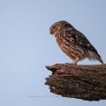 Steinkauz (Athene noctua)