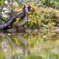 Stieglitz (Carduelis carduelis)