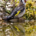 Stieglitz (Carduelis carduelis)