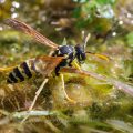 Haus-Feldwespe (Polistes dominula) oder Gallische Feldwespe holt Wasser