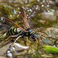 Haus-Feldwespe (Polistes dominula) oder Gallische Feldwespe holt Wasser