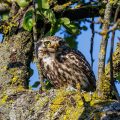 Steinkauz (Athene noctua)