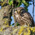 Steinkauz (Athene noctua)