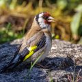 Stieglitz (Carduelis carduelis)