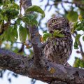 Steinkauz (Athene noctua)