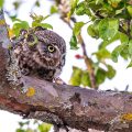 Steinkauz (Athene noctua)