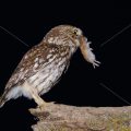 Steinkauz (Athene noctua)