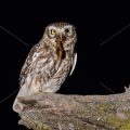 Steinkauz (Athene noctua)