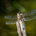 Vierfleck (Libellula quadrimaculata)