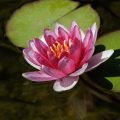 Seerose im Gartenteich