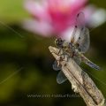 Vierfleck (Libellula quadrimaculata)