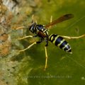 Haus-Feldwespe (Polistes dominula) oder Gallische Feldwespe holt Wasser