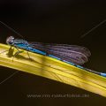 Hufeisen-Azurjungfer (Coenagrion puella) Männchen