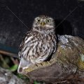 Steinkauz (Athene noctua)