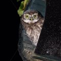 Junger Steinkauz (Athene noctua) im Nistkasten