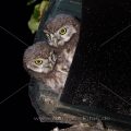 Junge Steinkäuze (Athene noctua) im Nistkasten
