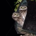 Junge Steinkäuze (Athene noctua) im Nistkasten
