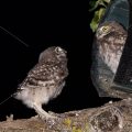 Junge Steinkaäuze (Athene noctua) im Nistkasten