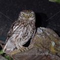 Steinkauz (Athene noctua)