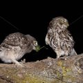 Junger Steinkauz (Athene noctua) wird gefüttert
