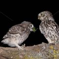 Junger Steinkauz (Athene noctua) wird gefüttert