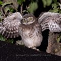 Junger Steinkauz (Athene noctua)