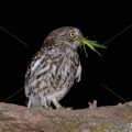 Steinkauz (Athene noctua)