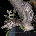 Junger Steinkauz (Athene noctua) wird gefüttert