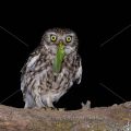 Steinkauz (Athene noctua)