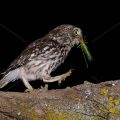Steinkauz (Athene noctua)