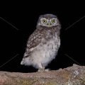 Junger Steinkauz (Athene noctua)