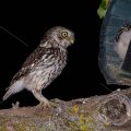 Steinkauz (Athene noctua)
