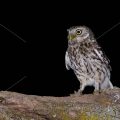 Steinkauz (Athene noctua)
