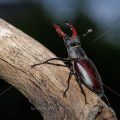 Hirschkäfer (Lucanus cervus) Männchen