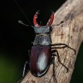 Hirschkäfer (Lucanus cervus) Männchen