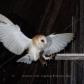 Schleiereule (Tyto alba)