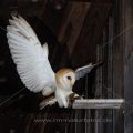 Schleiereule (Tyto alba)