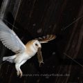 Schleiereule (Tyto alba)