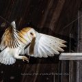 Schleiereule (Tyto alba)