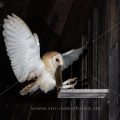 Schleiereule (Tyto alba)