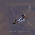 Großer Blaupfeil (Orthetrum cancellatum) Paarung