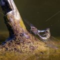 Großer Blaupfeil (Orthetrum cancellatum) Paarung