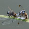 Großer Blaupfeil (Orthetrum cancellatum) Paarung