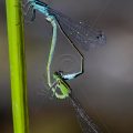Große Pechlibelle (Ischnura elegans) Paarung