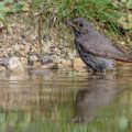 Hausrotschwanz (Phoenicurus ochruros)